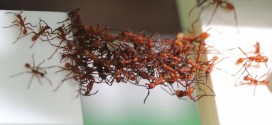 Así es como las hormigas forman puentes vivientes con sus propios cuerpos