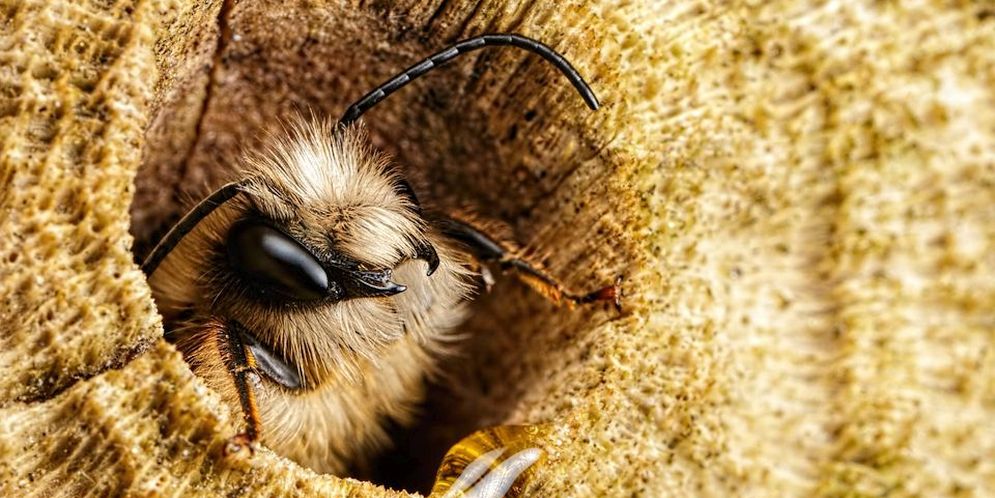 Estas maravillosas imágenes son las candidatas del 2015 a mejor foto de la National Geographic