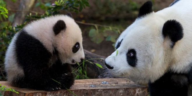 Investigadores chinos descifraron el lenguaje de los osos panda. Sorprendentes conclusiones