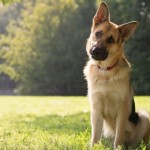 ¿Por qué los perros inclinan la cabeza cuando les hablan?