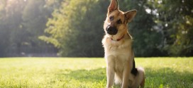 ¿Por qué los perros inclinan la cabeza cuando les hablan? Sorprendente explicación