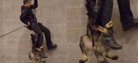 Conoce la verdadera historia del perro que lucha por su vida aferrado a la pierna de un policía
