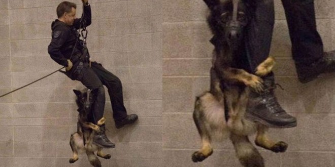 Conoce la verdadera historia del perro que lucha por su vida aferrado a la pierna de un policía