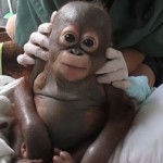 rescataron a un bebé orangután