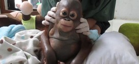 Así rescataron a un bebé orangután de una vida de maltrato en Indonesia