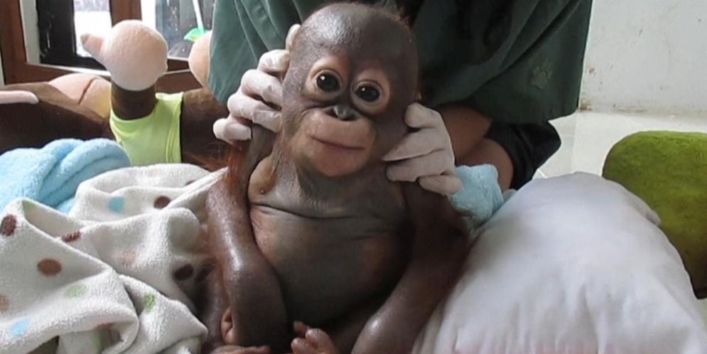 Así rescataron a un bebé orangután de una vida de maltrato en Indonesia