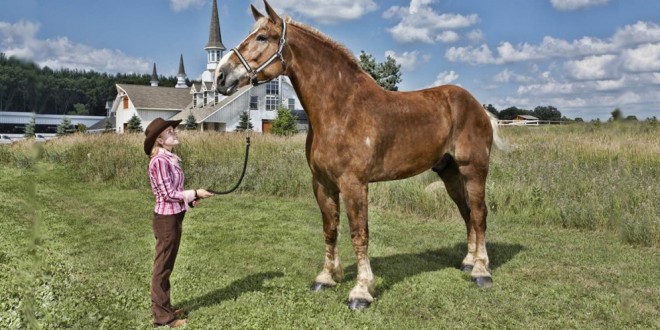 Conoce a Big Jake el caballo más alto del mundo