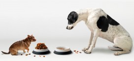 ¿Por qué los perros pequeños viven más que los perros grandes? Interesante teoría