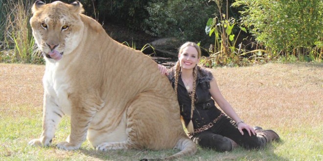 16 animales híbridos que muy pocos conocen de su existencia