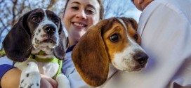 Por fin se logró la fecundación in vitro en los perros ¿Por qué no se había logrado antes?