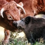pequeño jabalí aceptado por un hato de vacas
