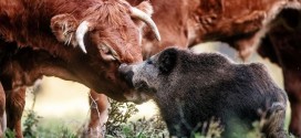 ¿Crisis de identidad? Conoce la historia del pequeño jabalí aceptado por un hato de vacas