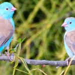 Este es el pájaro que canta y baila tap para conquistar a su pareja