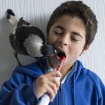 pájaro huérfano que vive en libertad con una familia humana