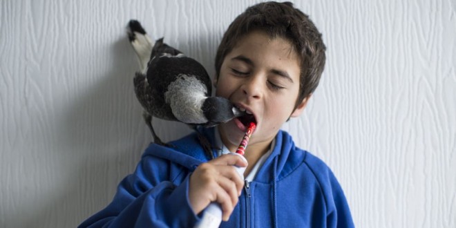 Historia en imágenes de un pájaro huérfano que vive en libertad con una familia humana