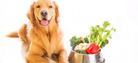 ¿Tu mascota está en peligro y no lo sabes? 18 alimentos que no deben comer los perros
