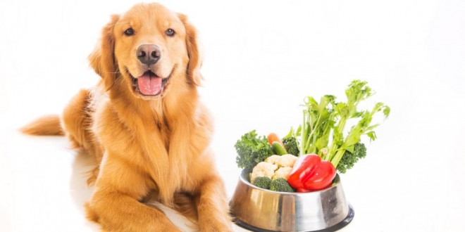 ¿Tu mascota está en peligro y no lo sabes? 18 alimentos que no deben comer los perros