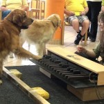 Maravillosa demostración de la capacidad auditiva de los perros con respecto a la música