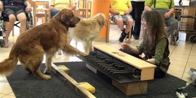 Maravillosa demostración de la capacidad auditiva de los perros con respecto a la música
