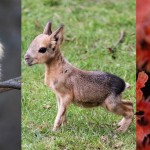Fotos de animales extraordinarios que no sabías que existían