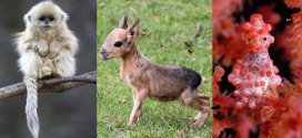 Fotos de animales extraordinarios que no sabías que existían