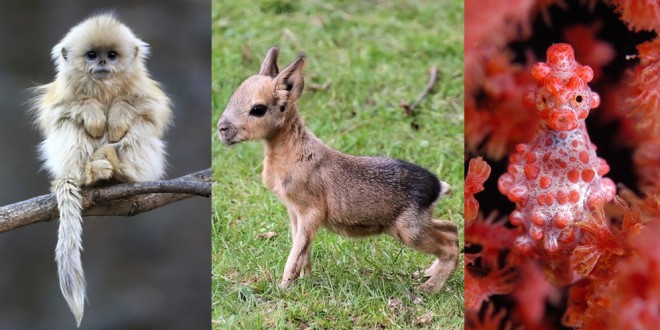 Fotos de animales extraordinarios que no sabías que existían