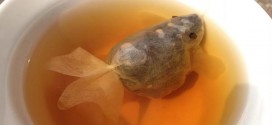 Creativas bolsitas de té que se convierten en pececitos en el agua