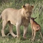 leon protege a su presa