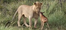 ¿Un león protegiendo a la que debía ser su presa? ¡Sorprendente video!