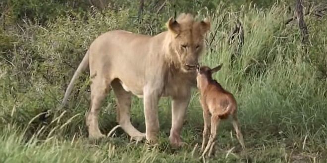 ¿Un león protegiendo a la que debía ser su presa? ¡Sorprendente video!