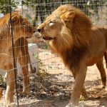 33 leones rescatados en Colombia y Perú