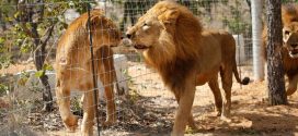 Así es el nuevo hogar de los 33 leones rescatados en Colombia y Perú