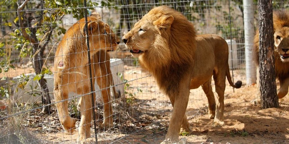 Así es el nuevo hogar de los 33 leones rescatados en Colombia y Perú