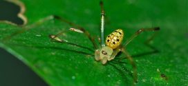 Fotos de la sorprendente araña espejo. Un diminuto animal que parece de fantasía