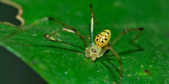 Fotos de la sorprendente araña espejo. Un diminuto animal que parece de fantasía