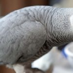 loro sensación de las redes sociales