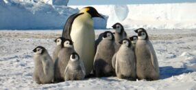 Una elaborada táctica les permite sobrevivir a los pingüinos del frío
