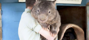 Uombat marsupial australiano